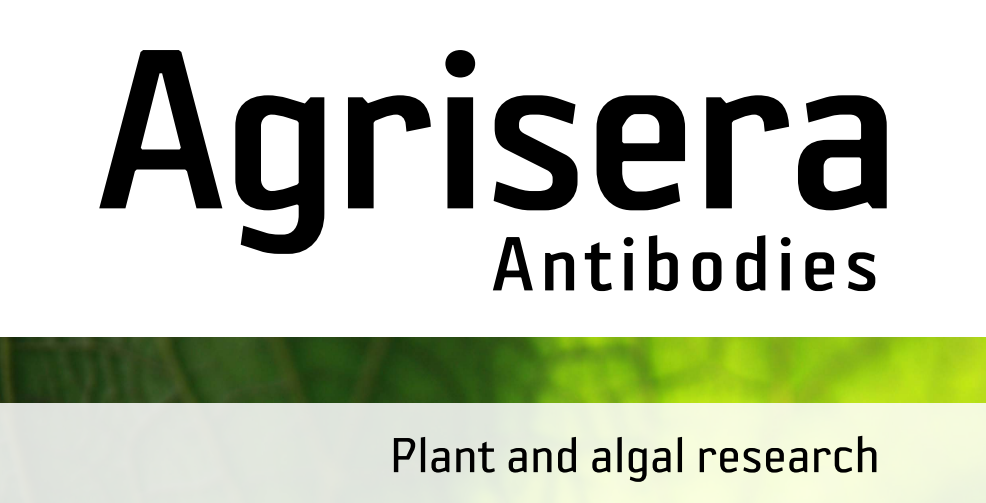 Agrisera MicroRNA相關(guān)研究植物蛋白抗體火熱促銷中！